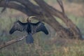 Snake Bird or Darter at Bharatpur Bird Sanctuary,Rajasthan,India Royalty Free Stock Photo