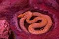 Snake on a black background. Ball python or Royal python. Albino morph Royalty Free Stock Photo