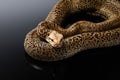 snake on a black background. Carpet python. Royalty Free Stock Photo