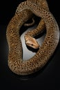 snake on a black background. Carpet python. Royalty Free Stock Photo