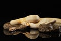 snake on a black background. Carpet python. Royalty Free Stock Photo