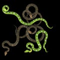 Snake on black background.