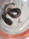Snake black bungarus