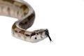 Snake Boa Constrictor Royalty Free Stock Photo