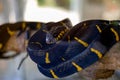 Snake Boiga dendrophila yellow-ringed, the head of the god dendrophila, filmed in an aviary at the zoo.