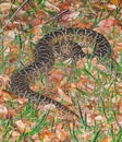 Snake Bothrops known as Jararaca in Brazil Royalty Free Stock Photo