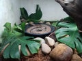 Snake in bowl with water and leaves Royalty Free Stock Photo