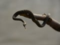 Snake on the branch tree with loll out tongue Royalty Free Stock Photo