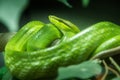 Snake on a branch at the zoo.selective focus Royalty Free Stock Photo