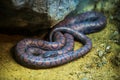 Snake Brazilian Rainbow Bor Royalty Free Stock Photo