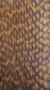 Snake brown skin texture Royalty Free Stock Photo