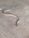 Snake bumped into my working area