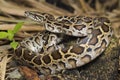 Snake Burmese Python molurus bivittatus Royalty Free Stock Photo