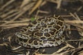 Snake Burmese Python molurus bivittatus Royalty Free Stock Photo