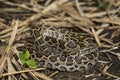 Snake Burmese Python molurus bivittatus Royalty Free Stock Photo