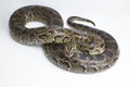Snake Burmese Python, Python molurus bivittatus, on white background Royalty Free Stock Photo