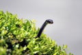 Snake in a bush Royalty Free Stock Photo