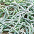 Snake cactus Royalty Free Stock Photo