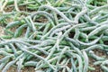 Snake cactus