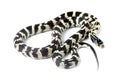 snake california banded kingsnake