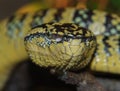 A Temple Viper, Tropidolaemys wagleri. Royalty Free Stock Photo