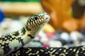 Snake closeup, snake runner, blurred background