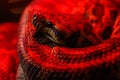 Snake coastal carpet python, Morelia spilota mcdowelli Royalty Free Stock Photo