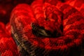 Snake coastal carpet python, Morelia spilota mcdowelli Royalty Free Stock Photo