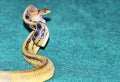 The snake Coelognathus radiatus is ready to attack Royalty Free Stock Photo