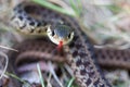 Snake coiled Royalty Free Stock Photo