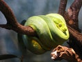 Snake coiled in a tree Royalty Free Stock Photo