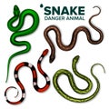 Snake Collection Of Wild Danger Animal Set Vector