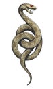 Snake Colorful Engraving Illustration isolated on white Background Royalty Free Stock Photo