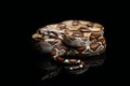 Common boa, Boa constrictor, isolated on black Royalty Free Stock Photo