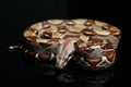 Common boa, Boa constrictor, isolated on black Royalty Free Stock Photo