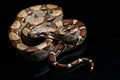 Common boa, Boa constrictor, isolated on black Royalty Free Stock Photo