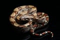 Common boa, Boa constrictor, isolated on black Royalty Free Stock Photo