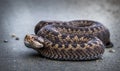 Snake, Common European Adder, Vipera berus Royalty Free Stock Photo