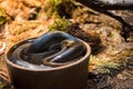 Snake cooling itself in a bowl of water