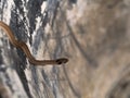 Snake Crawling on The Abstract Background Royalty Free Stock Photo