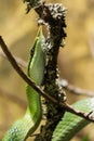 A small and unusual green snake with a sharp nose, crawling up the branch.