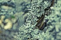 A snake crawls in lichen and moss