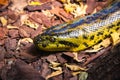 The Snake Crawls Through Pieces Of Tree Bark And Fallen Leaves