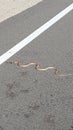 Snake Crossing Road Slithering on the Blacktop towards White Line