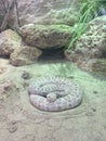 Snake curled up by a rock with a small cave. Sleeping in the summer sun