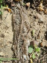 Snake dead body skeleton in a field