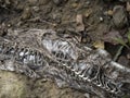 Snake dead body skeleton in a field