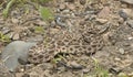 Snake-Desert massasauga Rattlesnake Royalty Free Stock Photo