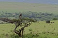 Snake eagle in tree overlooking savannah