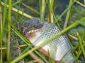 Snake eating a fish on nature